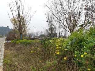 郊外小路旁的绿植与黄花