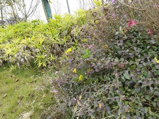 多彩繁茂的户外绿植景观