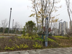 城市公园中的绿植景观