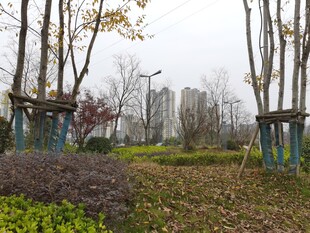 城市公园树林景观一角