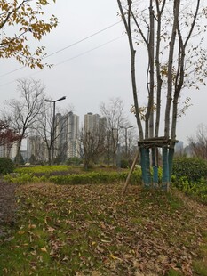 秋日公园林间景致