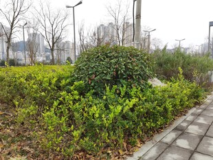 城市路边的绿植景观