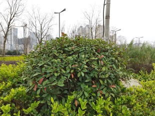 城市中的繁茂绿植景观