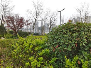 城市中的绿植景观