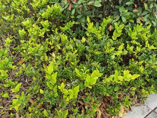 翠绿繁茂的灌木植物