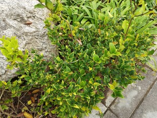 石缝间的翠绿植物