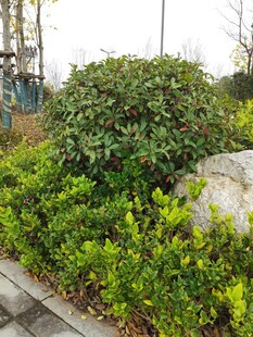 城市绿植景观中的石头点缀