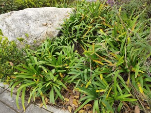 石边翠绿植物景观