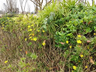 野外黄色小花与绿植景观