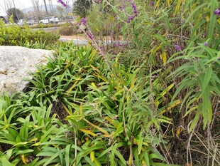 花园中的多样绿植景观