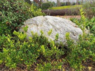 草丛中的灰白大石头