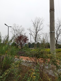 户外自然景观中的绿植与灯杆