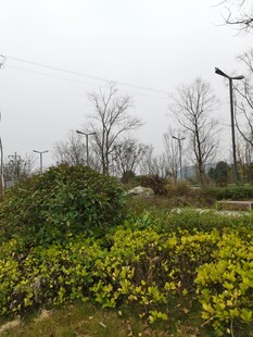 郊外春日花草树木景观