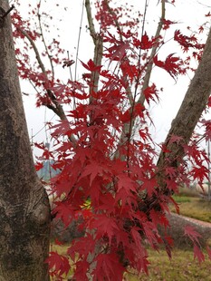 秋日红枫尽显绚烂色彩