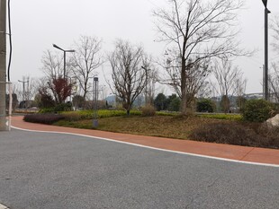 城市道路旁的绿化景观