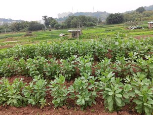 田园蔬菜种植景象