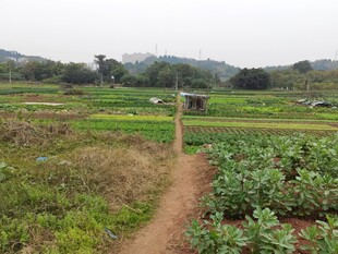乡间农田小径风景
