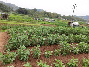 田园农田劳作景象