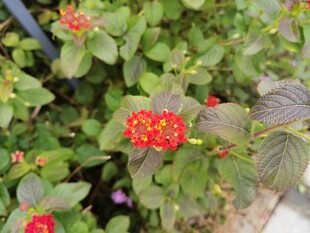 鲜艳红花点缀绿叶植物