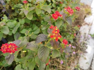 绿叶间的艳红花朵