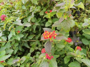 绿叶间的红色小果实