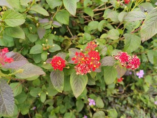 鲜艳红色花卉绽放绿叶间