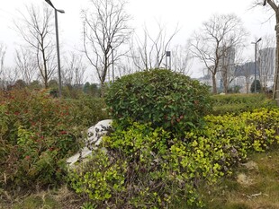 冬日城郊绿植景观