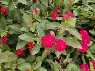 鲜艳红花朵与绿叶相衬