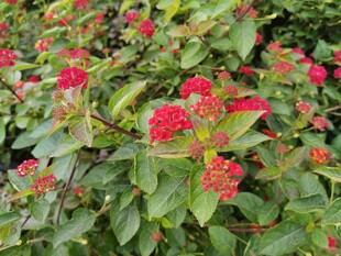 鲜艳红花卉与绿叶景观