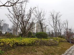 城市冬日公园景观