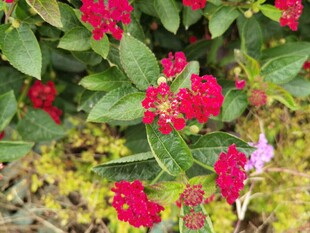 鲜艳红花朵与绿叶相伴