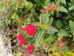 鲜艳红花朵绽放绿叶间