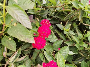 鲜艳红花绽放绿叶间