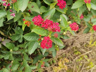 绿叶丛中绽放的鲜艳红花