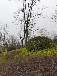 春日郊野的稀疏植被景观