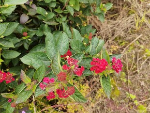 鲜艳红花绽放于绿叶间