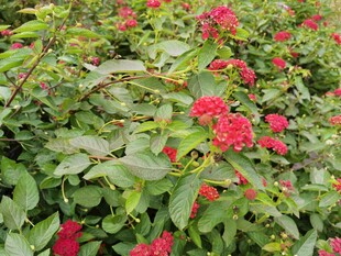 绿叶丛中艳红花朵绽放