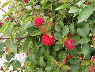 枝头红果绿叶相映成趣