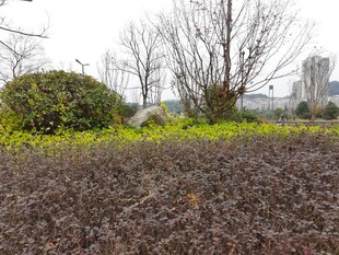 城市绿地中的多彩植物景观