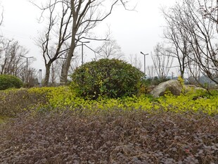 春日郊野花草树木景致