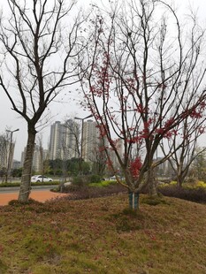 城市公园中的树木景观