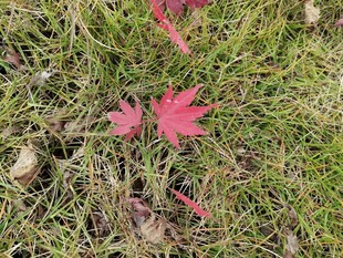 草地上的几片红枫叶