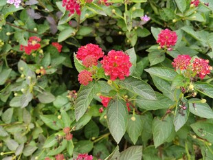 绿叶间娇艳的红色花朵