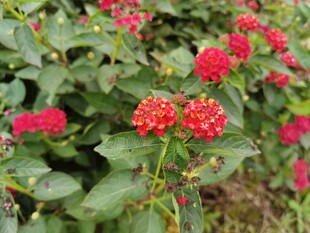 鲜艳红花卉与绿叶景致