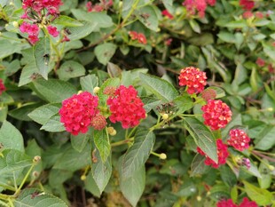 鲜艳红花朵与绿叶相映