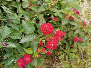 鲜艳红花朵于绿叶间盛放