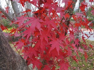 艳丽红枫叶尽显秋之美