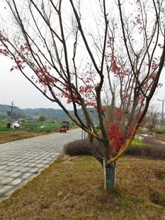 路边红枫一抹亮丽景致