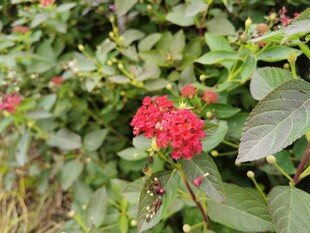 鲜艳红绣球花绽放绿叶间