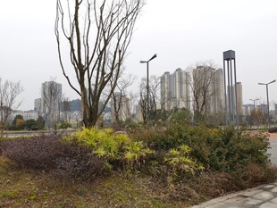 城市公园冬日景致